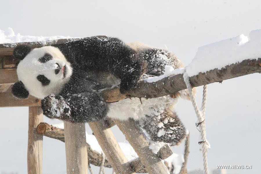 Panda "Hua Ao" plays with a wood in the snow in Yantai Zoo in Yantai, east China's Shandong Province, Dec. 6, 2012. (Xinhua) 
