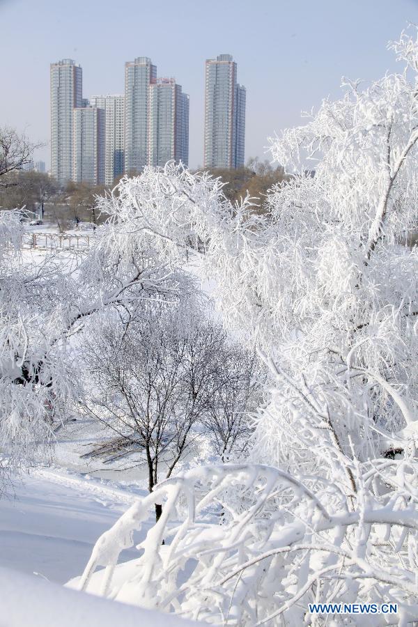 Photo taken on Dec. 5, 2012 shows the scenery of rime at Riverside Park in Jilin City, northeast China's Jilin Province. (Xinhua) 