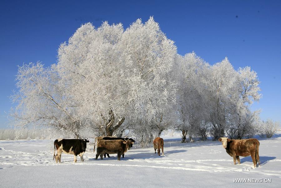 Photo taken on Dec. 6 shows the rime scenery at Alakak Town, Altay City, northwest China's Xinjiang Uygur Autonomous Region. Affected by the heavy snow and low temperature, Altay City received rime on Thursday. (Xinhua/Ye Erjiang)