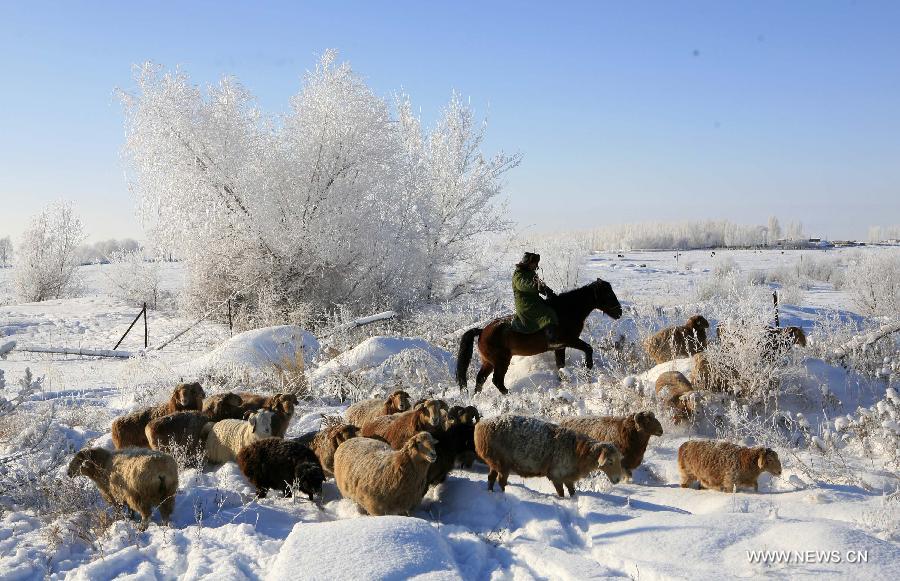 A herdsman grazes livestock at Xemirxek Town, Altay City, northwest China's Xinjiang Uygur Autonomous Region, Dec. 6, 2012. Affected by the heavy snow and low temperature, Altay City received rime on Thursday. (Xinhua/Ye Erjiang)