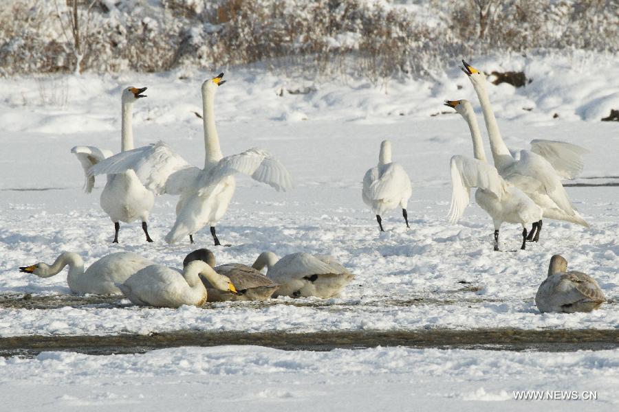 Swans are seen by a lake covered by snow in Rongcheng, east China's Shandong Province, Dec. 6, 2012. (Xinhua/Wang Fudong) 