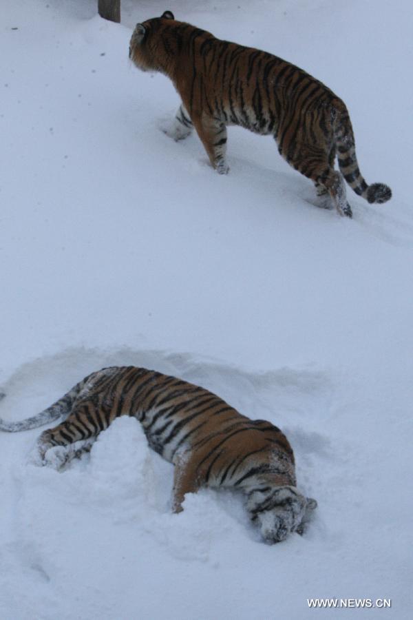 A couple of Siberian tigers play in the snow in Yantai Zoo in Yantai, east China's Shandong Province, Dec. 6, 2012. (Xinhua)