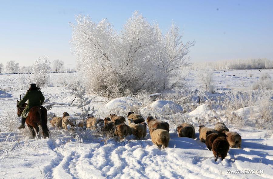 A herdsman grazes livestock at Xemirxek Town, Altay City, northwest China's Xinjiang Uygur Autonomous Region, Dec. 6, 2012. Affected by the heavy snow and low temperature, Altay City received rime on Thursday. (Xinhua/Ye Erjiang) 