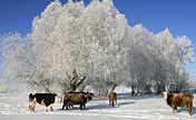 Rime scenery in NW China 