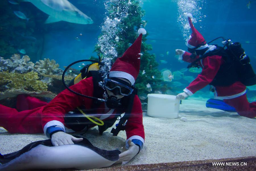 A scuba diver dressed as Santa Claus installs a Christmas tree underwater in an aquarium, while another diver feeds a fish as part of Christmas celebration in Budapest, Hungary on Dec. 6, 2012. (Xinhua/Attila Volgyi) 