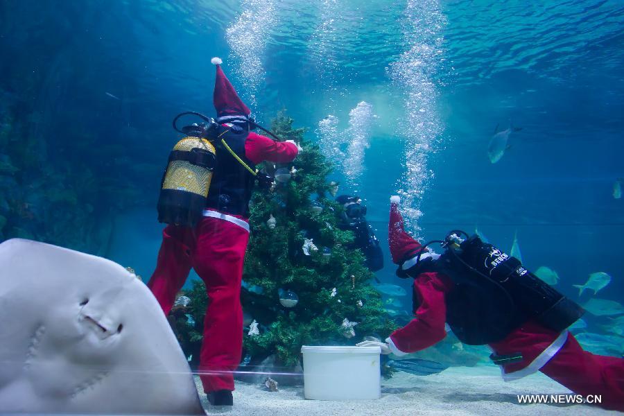 Scuba divers dressed as Santa Claus install a Christmas tree underwater in an aquarium as part of Christmas celebration in Budapest, Hungary on Dec. 6, 2012. (Xinhua/Attila Volgyi)