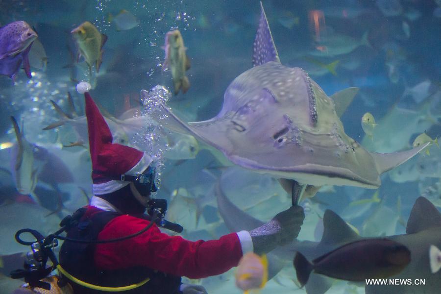 A scuba diver dressed as Santa Claus feeds sharks and other sea fishes underwater in an aquarium as part of Christmas celebration in Budapest, Hungary on Dec. 6, 2012. (Xinhua/Attila Volgyi) 