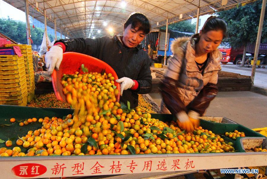 Purchasers pour cumquat into a fruit-selecting machine at a market in Rong'an County of Liuzhou City, south China's Guangxi Zhuang Autonomous Region, Dec. 9, 2012. Cumquat covering an area of over 80,000 mu (about 5333.3 hectares) in Rong'an County went to market recently. (Xinhua/Deng Keyi)
