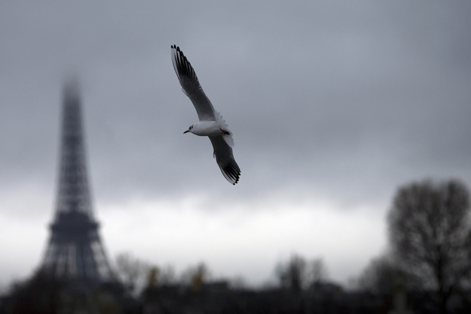 A seagull flies in front of the Eiffel Tower in Paris, France on Dec. 3, 2012. (Xinhua/AFP)