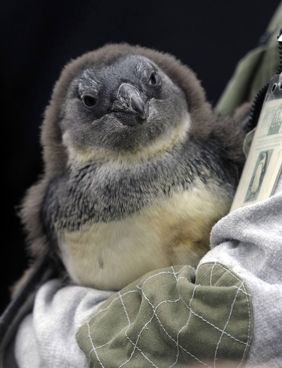 A three-month African penguin is held by a keeper in Budapest zoo, Hungary Dec. 8, 2012.(Xinhua/AFP)