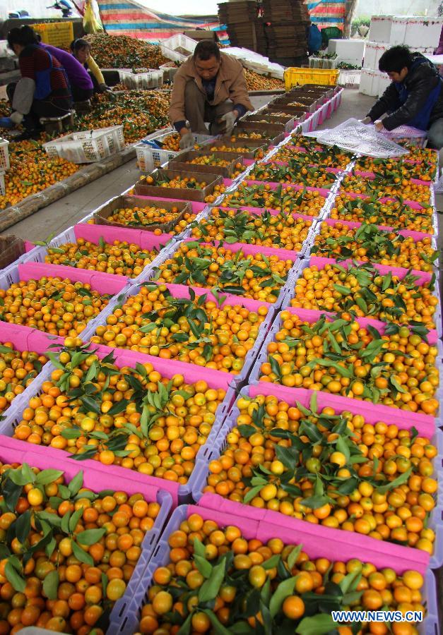 Purchasers package cumquat at a market in Rong'an County of Liuzhou City, south China's Guangxi Zhuang Autonomous Region, Dec. 9, 2012. Cumquat covering an area of over 80,000 mu (about 5333.3 hectares) in Rong'an County went to market recently. (Xinhua/Long Linzhi)