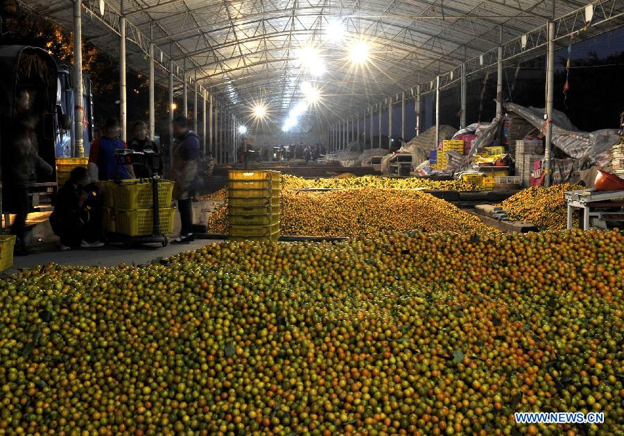 Purchasers buy cumquat at a market in Rong'an County of Liuzhou City, south China's Guangxi Zhuang Autonomous Region, Dec. 9, 2012. Cumquat covering an area of over 80,000 mu (about 5333.3 hectares) in Rong'an County went to market recently. (Xinhua/Yu Xiangquan)