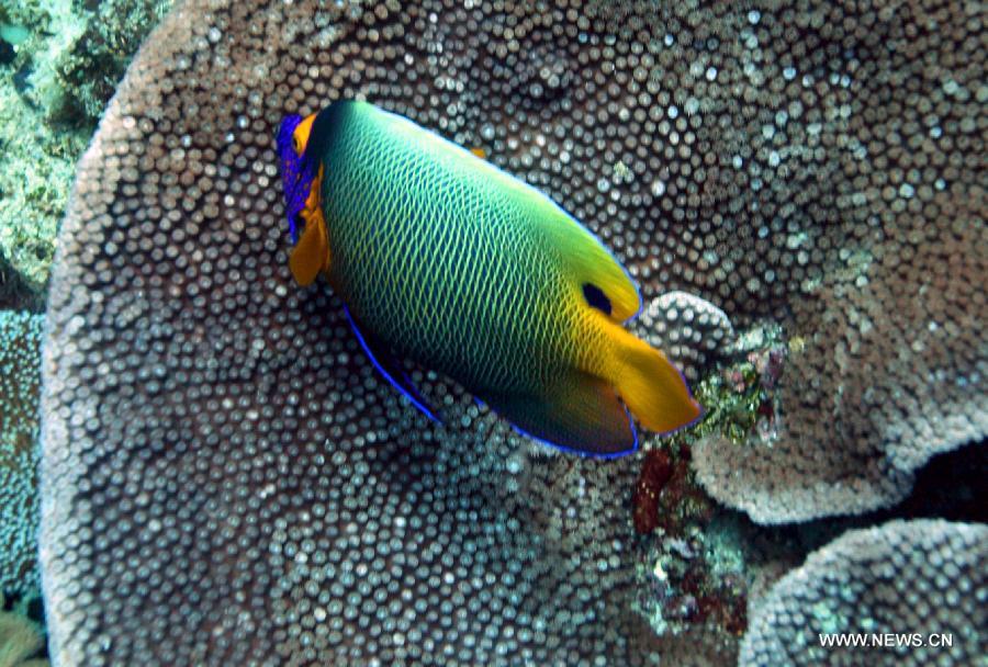 A blue angelfish looks for food among corals in the sea at Raja Ampat Islands, Indonesia, Nov. 26, 2012. (Xinhua/Jiang Fan)
