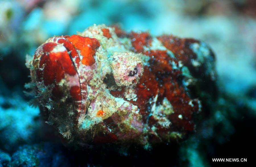 A "stone-fish" (decoy scorpionfish) is seen near corals in the sea at Bunaken Island, Indonesia, Nov. 19, 2012. (Xinhua/Jiang Fan)