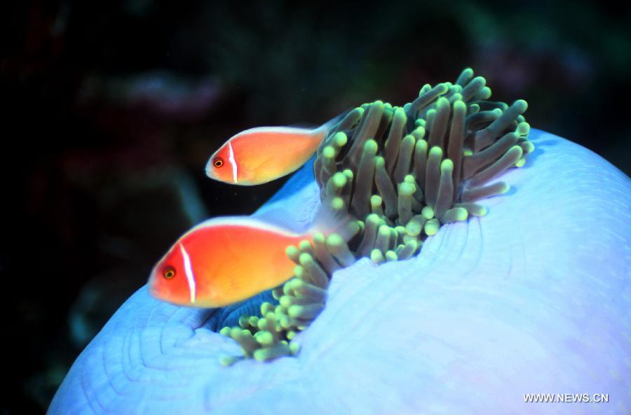 Two anemone fish swim near sea anemones in the sea at Bunaken Island, Indonesia, Nov. 16, 2012. (Xinhua/Jiang Fan)  