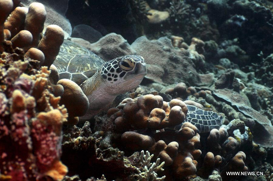 A turtle swims near coral reefs in the sea at Bunaken Island, Indonesia, Nov. 17, 2012. (Xinhua/Jiang Fan)  