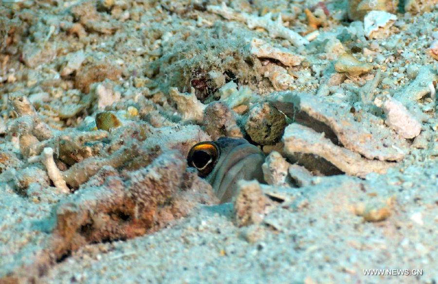 A fish is seen in coral sands in the sea at Bunaken Island, Indonesia, Nov. 17, 2012. (Xinhua/Jiang Fan)  