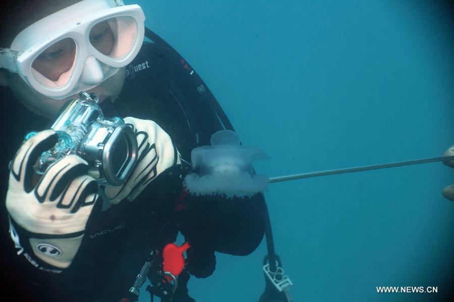 A diver looks at a jellyfish in the sea at the Thousand Islands, Indonesia, Oct. 21, 2012. (Xinhua/Jiang Fan) 