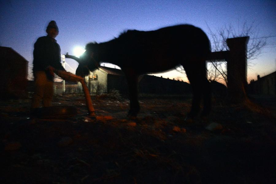 A seasonal reed reaper feeds a mule at his temporary living place in Zhanhua County, east China's Shandong Province, Dec. 9, 2012. More than 2000 seasonal workers gathered in the wetland area of the Yellow River Delta from November to harvest reed for extra incomes. The annual output of the reed planting industry in the delta area has reached more than 70 million RMB (11.21 million U.S. dollars) in recent years. (Xinhua/Zhu Zheng) 