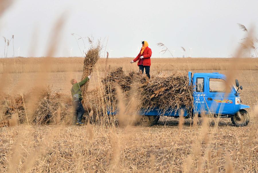 Reapers load reed stems onto a truck in Zhanhua County, east China's Shandong Province, Dec. 10, 2012. More than 2000 seasonal workers gathered in the wetland area of the Yellow River Delta from November to harvest reed for extra incomes. The annual output of the reed planting industry in the delta area has reached more than 70 million RMB (11.21 million U.S. dollars) in recent years. (Xinhua/Zhu Zheng) 