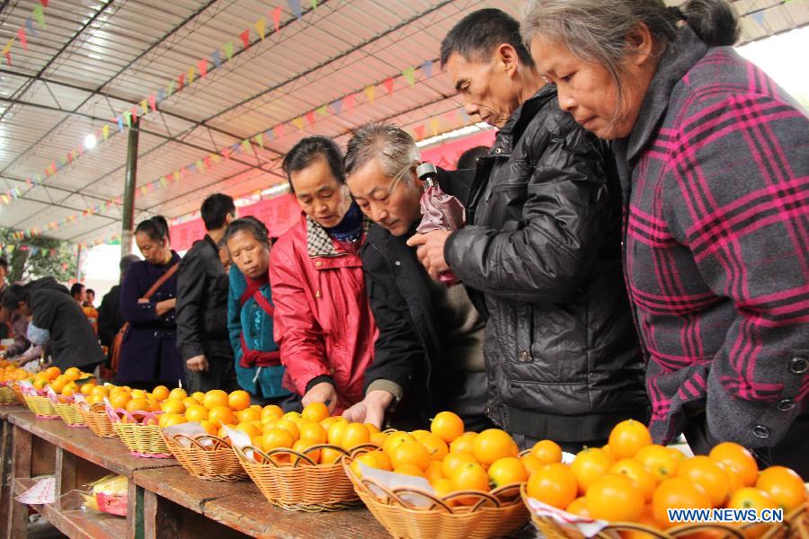 Judges value cumquat during a contest for cumquat in Dajiang Town of Rong'an County, Liuzhou City, south China's Guangxi Zhuang Autonomous Region, Dec. 10, 2012. Cumquat planting has become a major income source for local farmers in Rong'an. (Xinhua/Chen Dongmei)