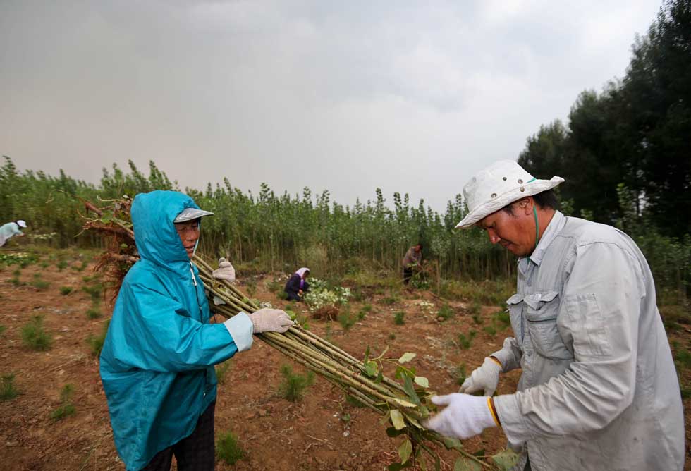 Mase Hiroki (R) arranges saplings in Engebei, Ordos, north China's Inner Mongolia Autonomous Region, Aug. 25, 2012.