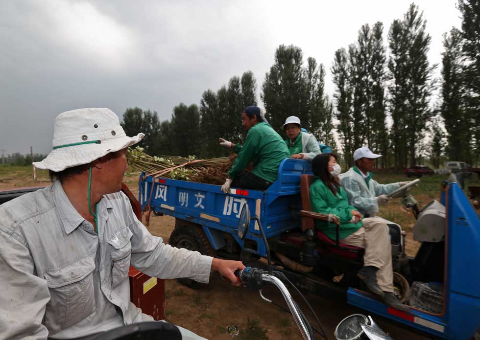 Mase Hiroki (L) transports saplings with other volunteers in Engebei, Ordos, north China's Inner Mongolia Autonomous Region, Aug. 25, 2012.(Xinhua/Xie Xiudong)