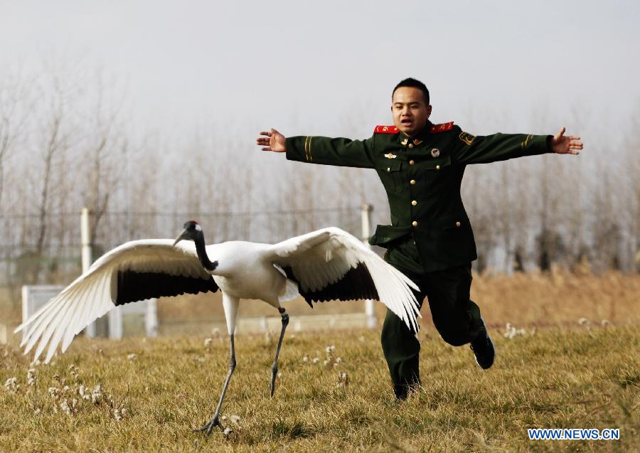 A soldier from Yancheng border detachment plays with a red-crowned crane which comes here to overwinter at national nature reserve of rare birds in Yancheng, east China's Jiangsu Province, Dec. 11, 2012. The reserve was set to protect rare birds such as red-crowned cranes since 1980s. Over the past 30 years, soldiers here have been protecting the rare birds and wetlands. (Xinhua/Zhang Shanyu)