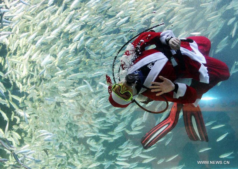 A South Korean diver wearing a Santa Claus costume greets visitors as he swims with sardines at the Coex Aquarium in Seoul, South Korea, Dec. 11, 2012. (Xinhua/Park Jin-hee)