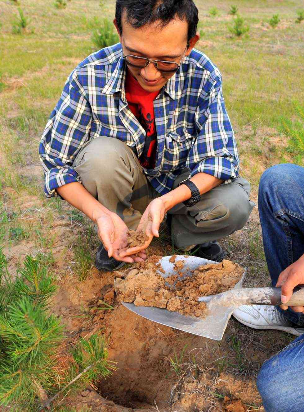 Otaki Takashi checks earth for saplings in Kulun Banner of Tongliao City, north China's Inner Mongolia Autonomous Region, June 11, 2012.(Xinhua/Ren Junchuan)