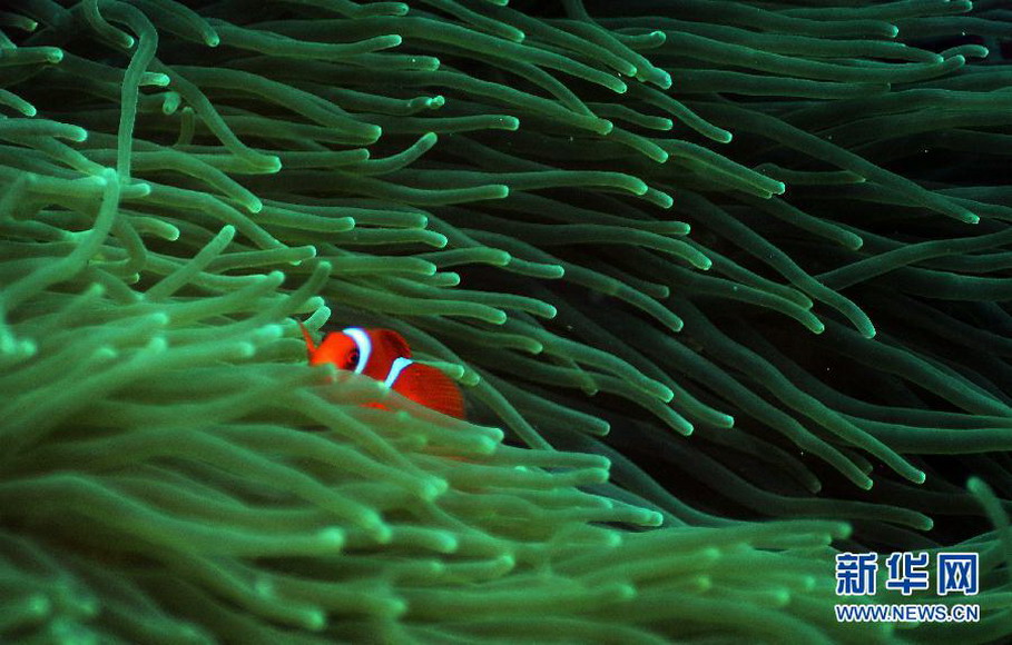 A clown fish swims in waters off the eastern island of Papua, Indonesia on Nov 26, 2012. (Xinhua/Jiang Fan)