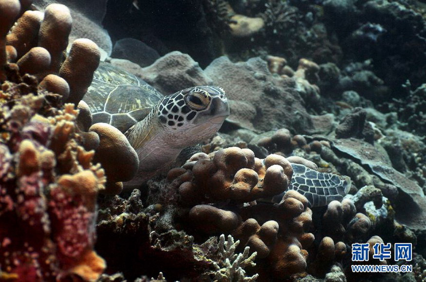 A sea turtle perches on coral reefs in waters off northern Sulawesi, Indonesia on Nov 26, 2012. (Xinhua/Jiang Fan)