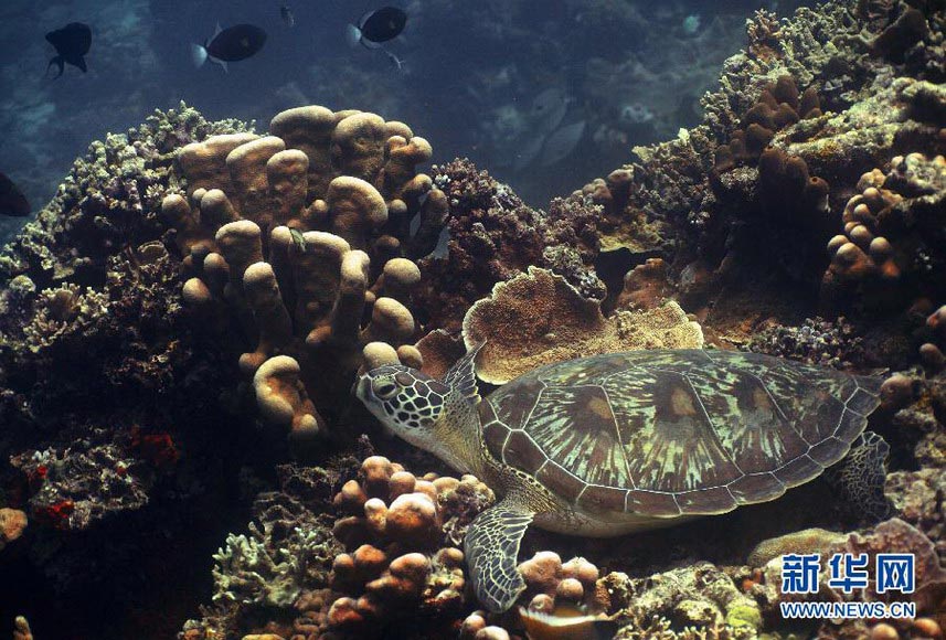 A sea turtle perches on coral reefs in waters off northern Sulawesi, Indonesia on Nov 26, 2012. (Xinhua/Jiang Fan)