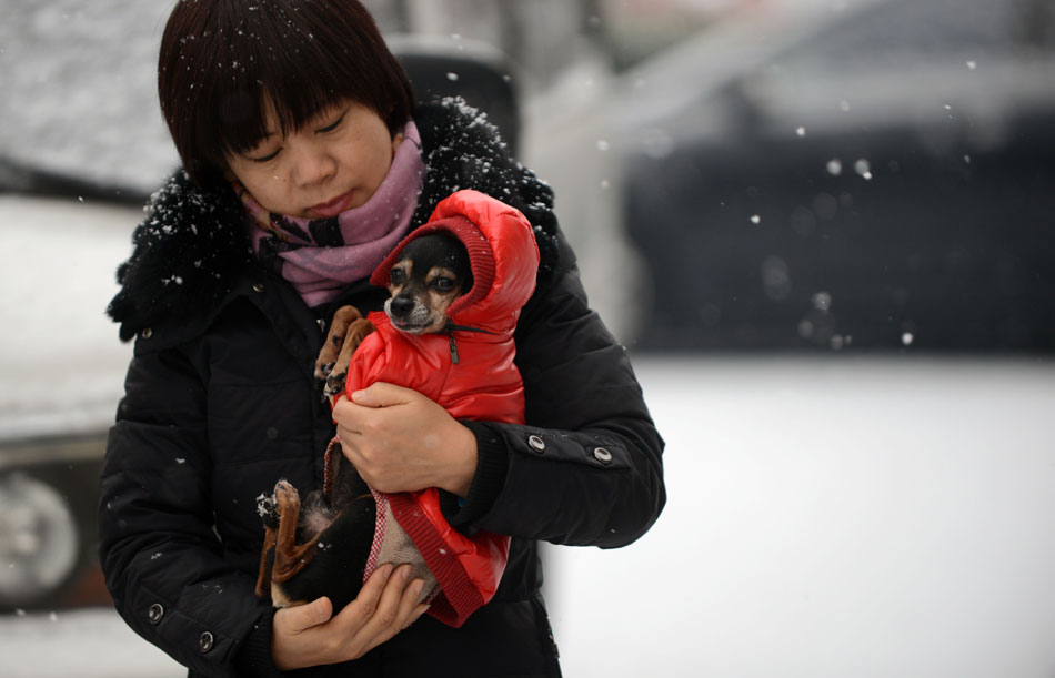 A woman holds her pet dog as she walks in snow in Beijing, capital of China, Dec. 12, 2012. A snow hit the city on Wednesday. (Xinhua/Wang Jianhua)