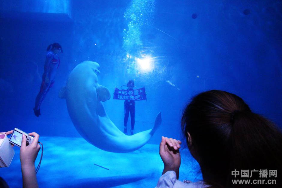 Audience witnesses a romantic marriage proposal underwater in an aquarium in Dalian on May 27, 2012. A young Man expands a large banner reading "Qiu Dongxue, marry me!" during the "Legendary of white whale"show.(CNBN)