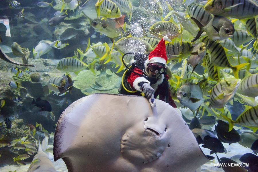 A diver wearing a Santa Claus costume tries to feed a sting ray at an aquarium in Kuala Lumpur, Malaysia, Dec. 14, 2012. (Xinhua/Chong Voon Chung) 