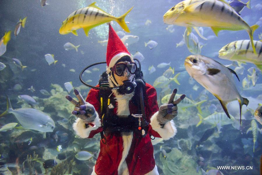 A diver wearing a Santa Claus costume flashes "victory" signs as he swims with fishes at an aquarium in Kuala Lumpur, Malaysia, Dec. 14, 2012. (Xinhua/Chong Voon Chung) 