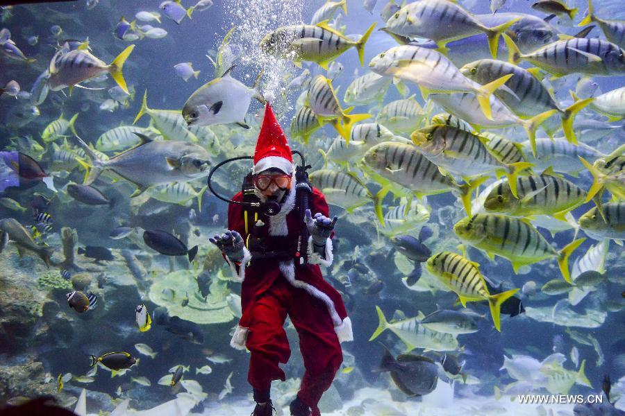 A diver wearing a Santa Claus costume swims with fishes at an aquarium in Kuala Lumpur, Malaysia, Dec. 14, 2012. (Xinhua/Chong Voon Chung) 
