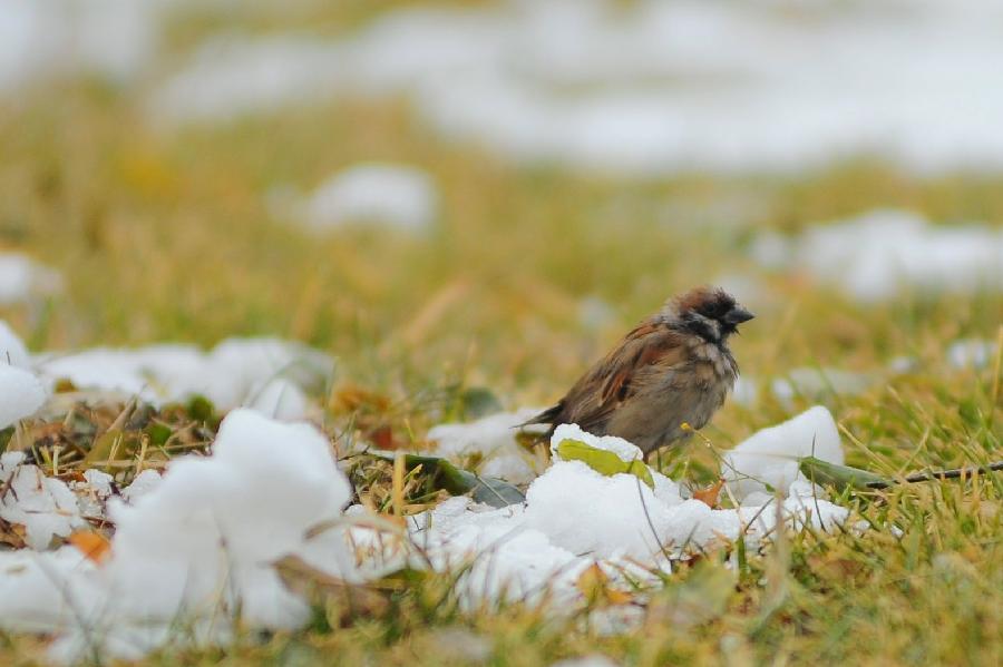A sparrow is seen on snow-covered grassland at a park in Tianjin, north China, Dec. 14, 2012. (Xinhua)