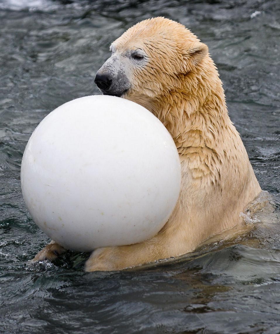 A Polar Bear plays a white toy ball in a pool of Zoo Hannover, Germany, on Dec. 13, 2012. The ball was given to it as its  5-year-old birthday gift. (Xinhua/AFP)