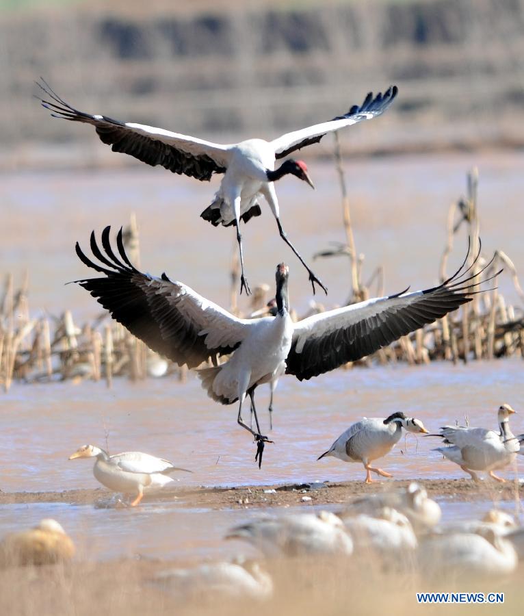 Two black-necked cranes frolic on the Nianhu Lake in Huize County of Qujing City, southwest China's Yunnan Province, Dec. 13, 2012. A good many black-necked cranes chose to spend this winter on the wetlands near the lake thanks to the comfortable environment here. (Xinhua/Yang Zongyou) 