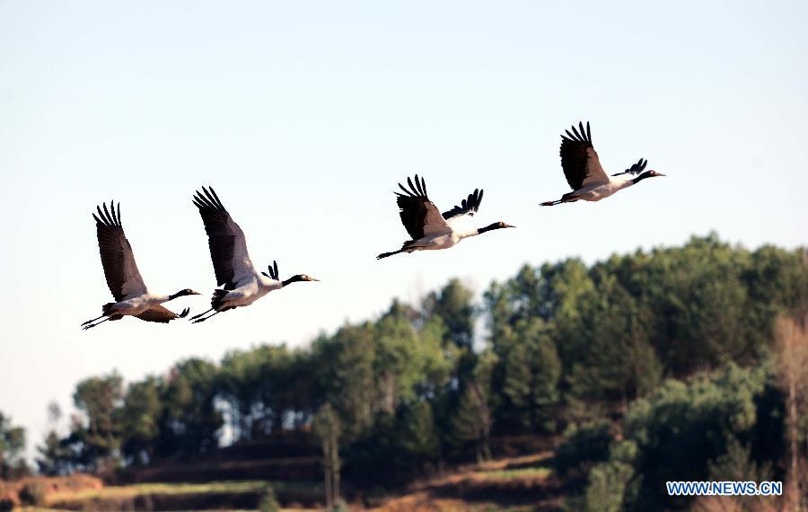 A flock of black-necked cranes fly over the Nianhu Lake in Huize County of Qujing City, southwest China's Yunnan Province, Dec. 13, 2012. A good many black-necked cranes chose to spend this winter on the wetlands near the lake thanks to the comfortable environment here. (Xinhua/Yang Zongyou) 