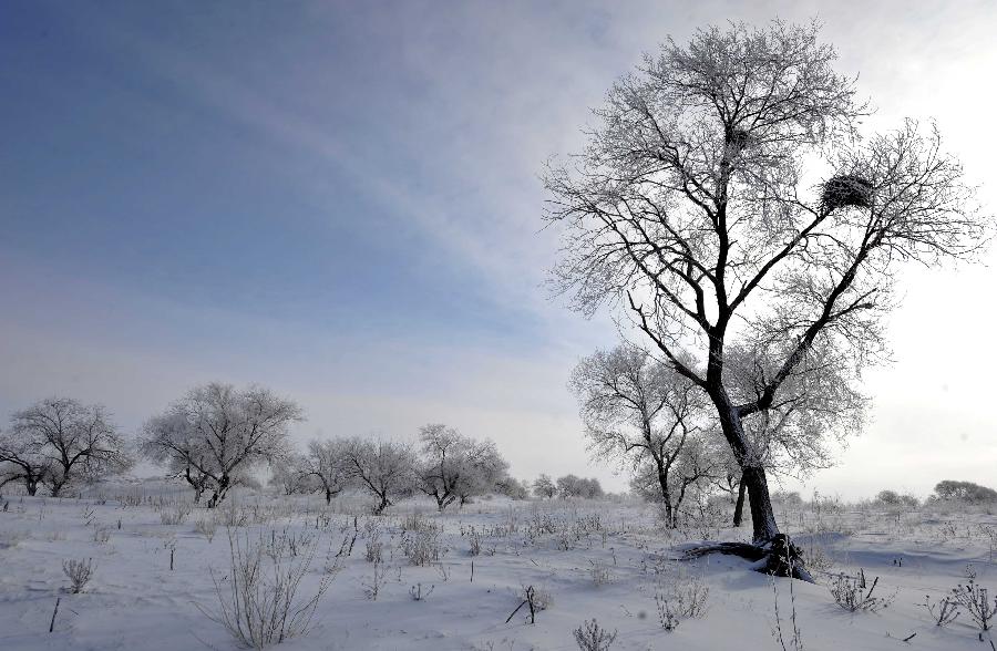 Photo taken on Dec. 17, 2012 shows the scenery of rime in Zhenglan Banner of north China's Inner Mongolia Autonomous Region. (Xinhua/Ren Junchuan)