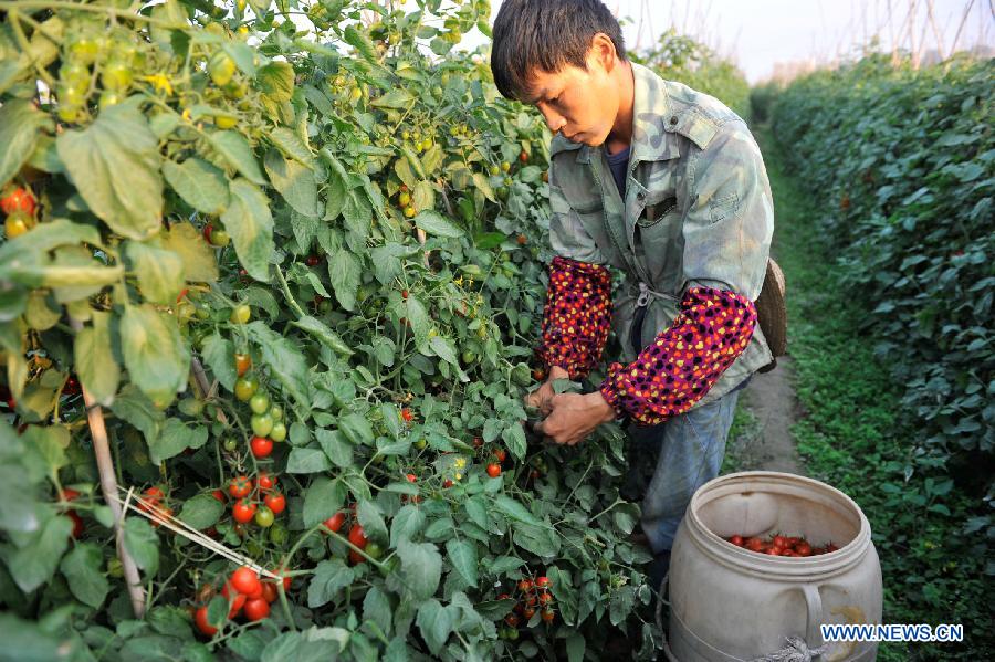 A farmer picks up cherry tomatoes in the field in Longhe Village of Tianyang County, southwest China's Guangxi Zhuang Autonomous Region, Dec. 16, 2012. About 240,000 mu (16,000 hectares) of cherry tomatoes here have come to maturity and workers here are busy with transporting cherry tomatoes to the north China market. (Xinhua/Yu Xiangquan) 
