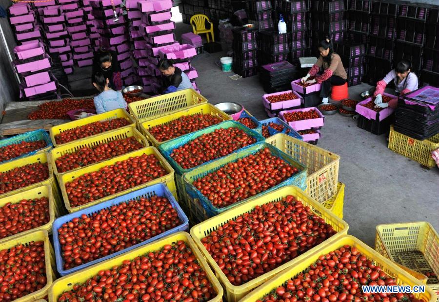 Workers sort out fresh cherry tomatoes at a tomato wholesale market in Tianyang County, southwest China's Guangxi Zhuang Autonomous Region, Dec. 16, 2012. About 240,000 mu (16,000 hectares) of cherry tomatoes here have come to maturity and workers here are busy with transporting cherry tomatoes to the north China market. (Xinhua/Yu Xiangquan)