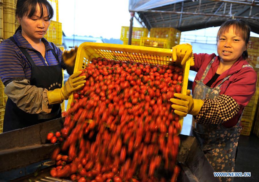 Workers pour a basket of fresh cherry tomatoes on a conveyance belt for sorting out at a tomato wholesale market in Tianyang County, southwest China's Guangxi Zhuang Autonomous Region, Dec. 16, 2012. About 240,000 mu (16,000 hectares) of cherry tomatoes here have come to maturity and workers here are busy with transporting cherry tomatoes to the north China market. (Xinhua/Yu Xiangquan)