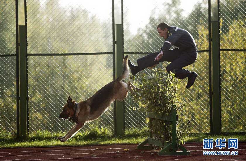 An Interior Ministry Official of Belarus with his dog cross barrier in the skill-demonstration competition organized by the department of interior in Belarus on Oct 4, 2012. (Xinhua/AFP)