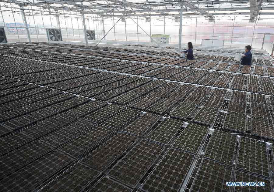 People cultivate vegetable seedlings in a modern seedling nursery in Dongjia Village of Changzhi County, north China's Shanxi Province, Dec. 12, 2012. Residents of Dongjia Village, who live on planting vegetables, build a modern seedling nursery so as to lower costs and improve quality of their products. (Xinhua/Yan Yan) 