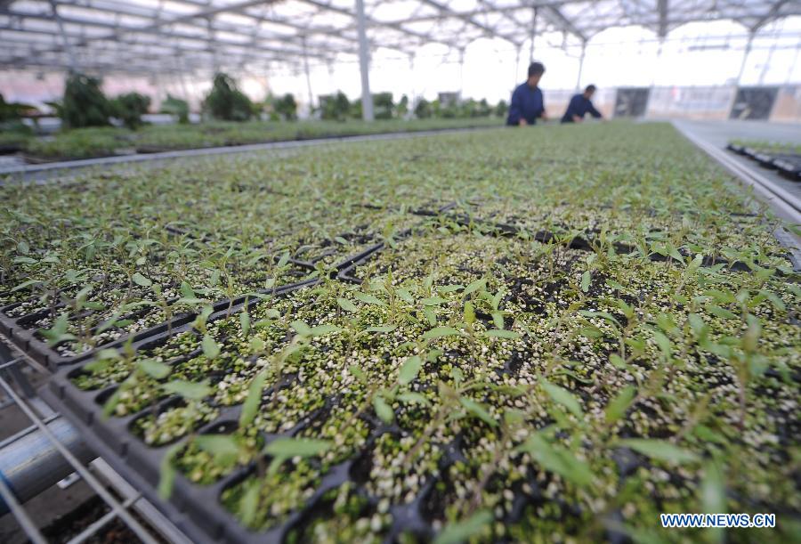 People cultivate vegetable seedlings in a modern seedling nursery in Dongjia Village of Changzhi County, north China's Shanxi Province, Dec. 12, 2012. Residents of Dongjia Village, who live on planting vegetables, build a modern seedling nursery so as to lower costs and improve quality of their products. (Xinhua/Yan Yan)