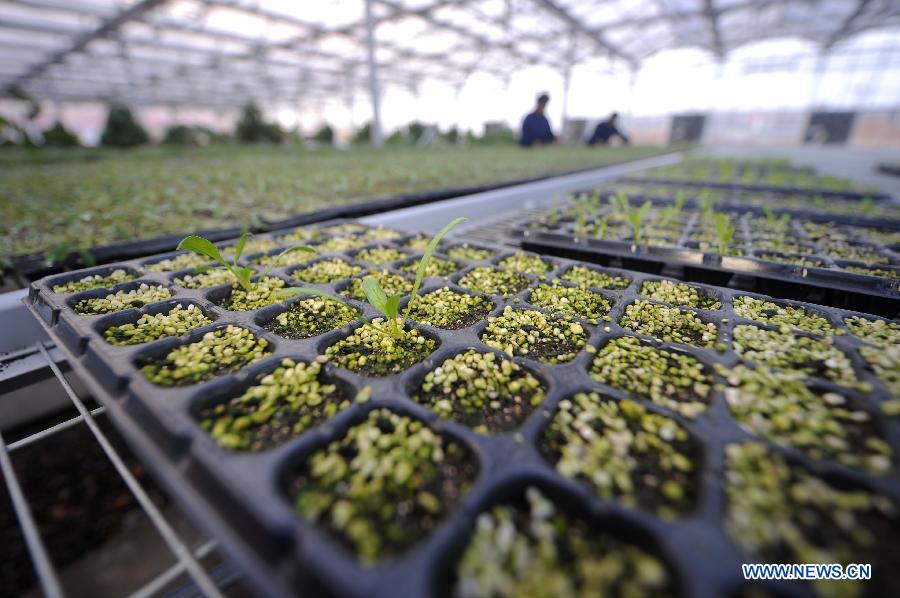 People cultivate vegetable seedlings in a modern seedling nursery in Dongjia Village of Changzhi County, north China's Shanxi Province, Dec. 12, 2012. Residents of Dongjia Village, who live on planting vegetables, build a modern seedling nursery so as to lower costs and improve quality of their products. (Xinhua/Yan Yan)